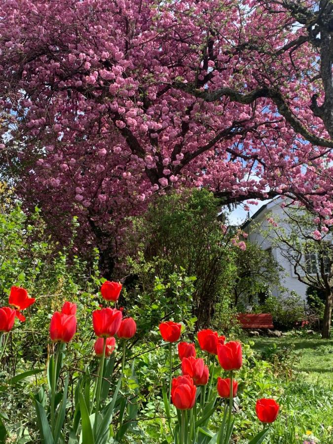 Au Jardin Bed & Breakfast Zuchwil Exterior photo